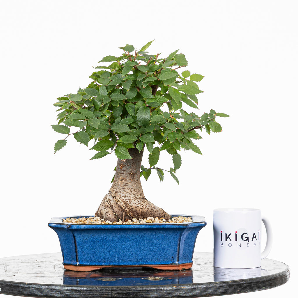 Bonsái - Zelkova japonesa (Zelkova serrata) - ZS10002