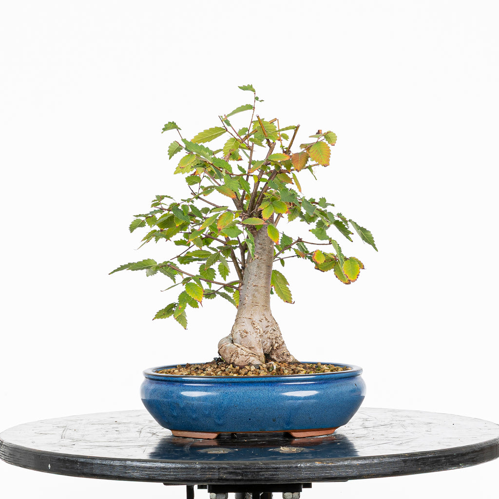 Bonsái - Zelkova japonesa (Zelkova serrata) - ZS10003
