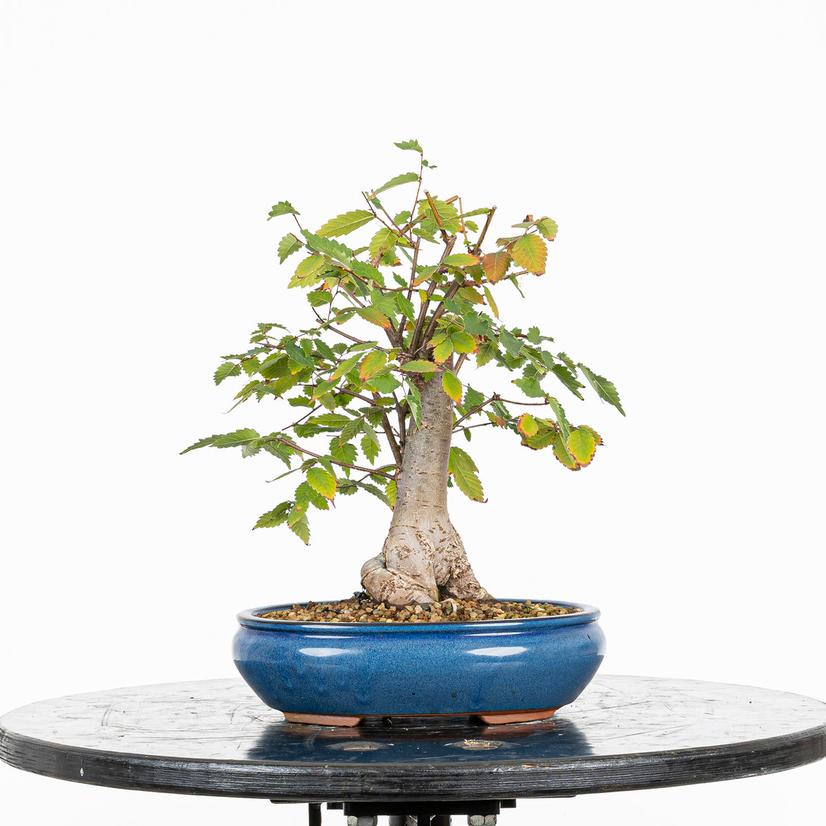 Bonsái - Zelkova japonesa (Zelkova serrata) - ZS10003