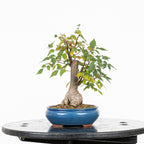 Bonsái - Zelkova japonesa (Zelkova serrata) - ZS10003