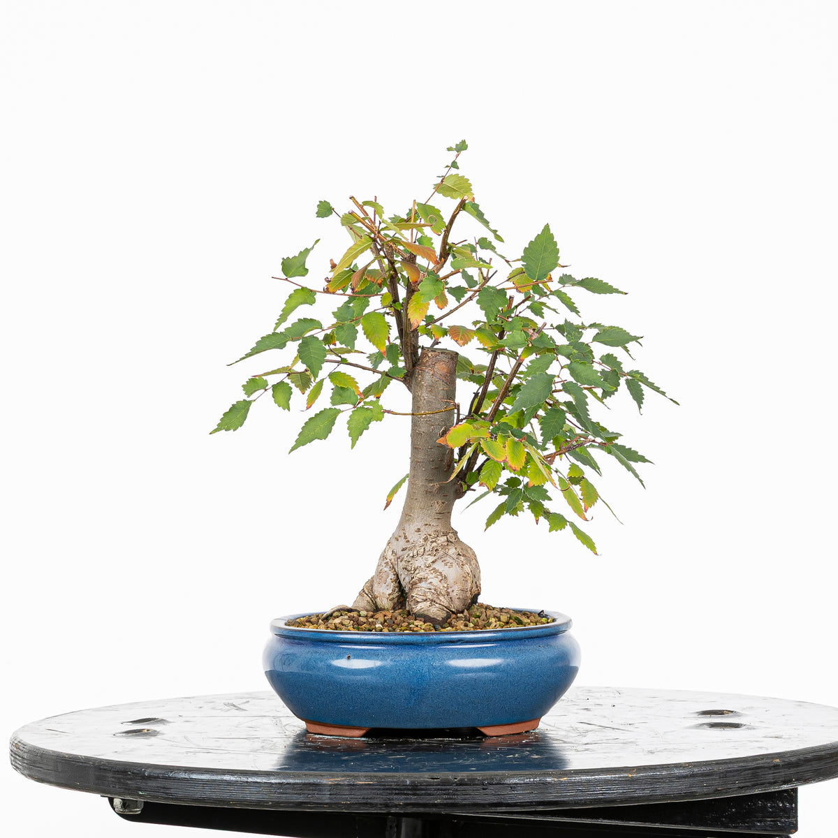 Bonsái - Zelkova japonesa (Zelkova serrata) - ZS10003