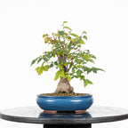 Bonsái - Zelkova japonesa (Zelkova serrata) - ZS10003