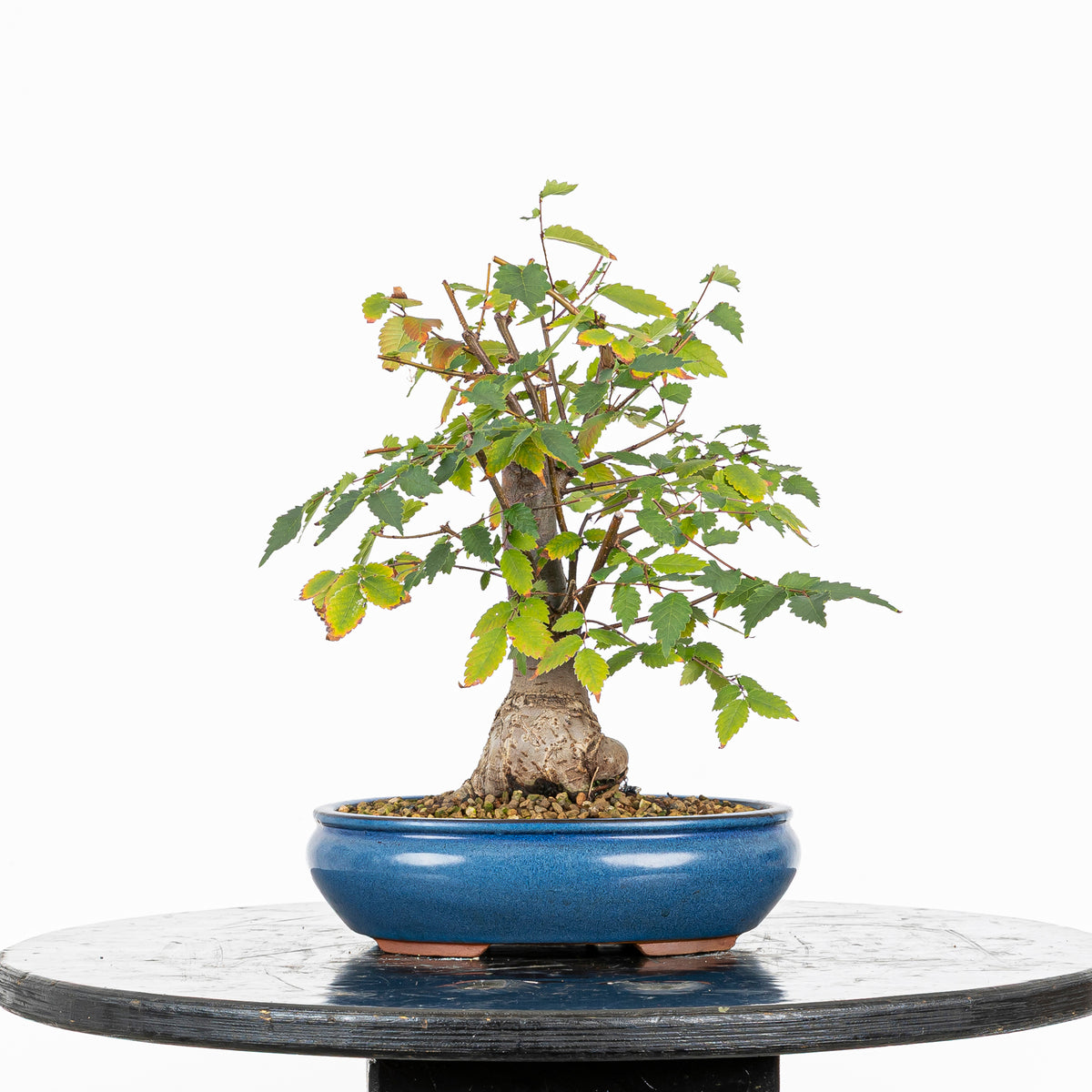 Bonsái - Zelkova japonesa (Zelkova serrata) - ZS10003