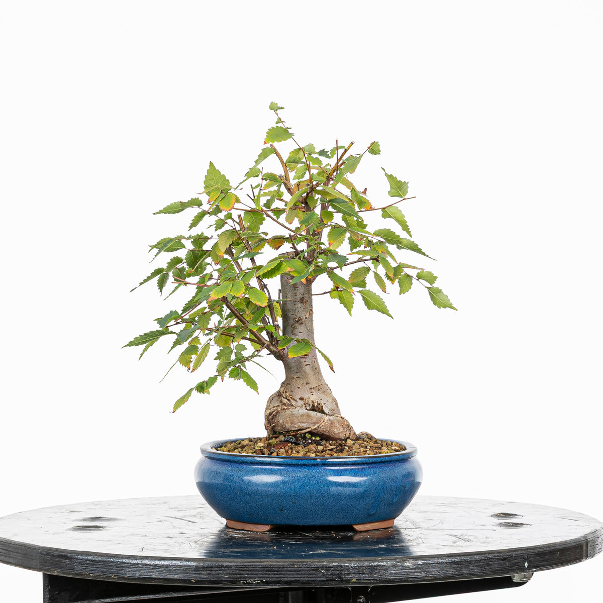 Bonsái - Zelkova japonesa (Zelkova serrata) - ZS10003
