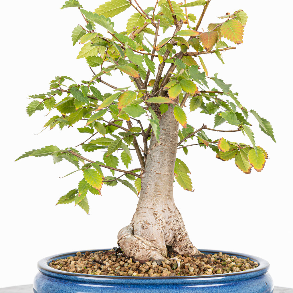 Bonsái - Zelkova japonesa (Zelkova serrata) - ZS10003