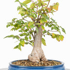 Bonsái - Zelkova japonesa (Zelkova serrata) - ZS10003