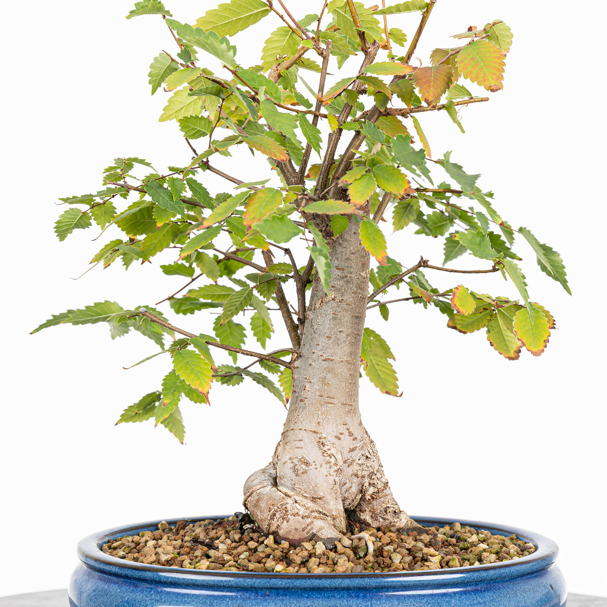 Bonsái - Zelkova japonesa (Zelkova serrata) - ZS10003