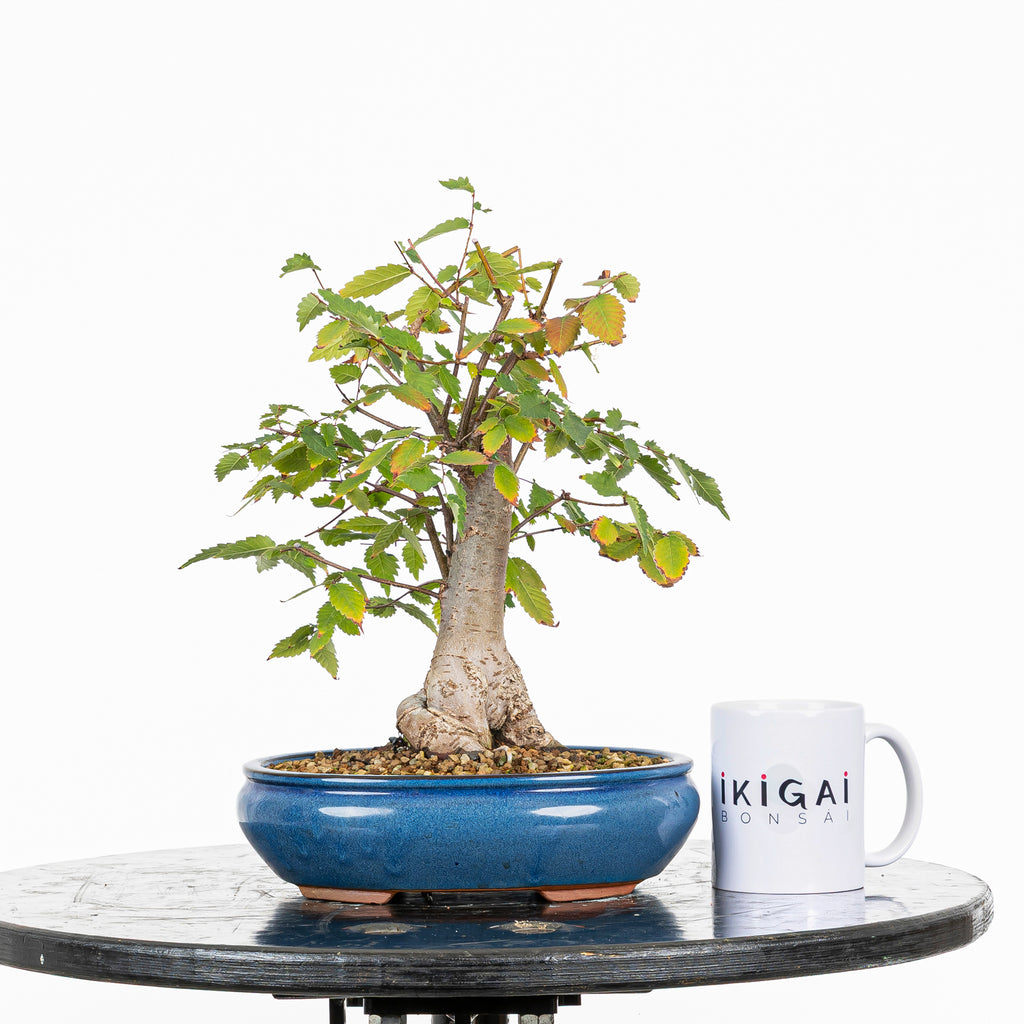 Bonsái - Zelkova japonesa (Zelkova serrata) - ZS10003