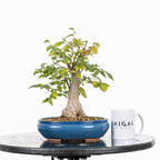Bonsái - Zelkova japonesa (Zelkova serrata) - ZS10003