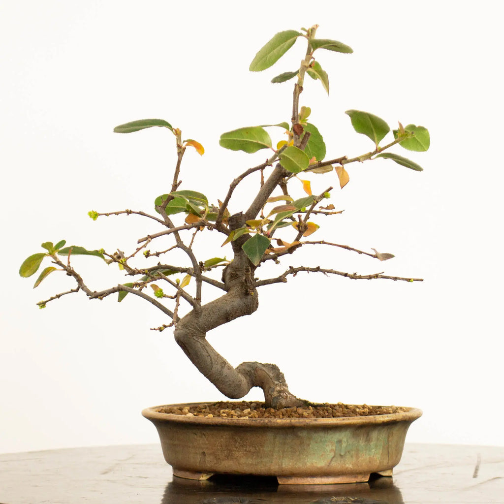 Frente de bonsái de Pseudocydonia sinensis estilo bunjin y tamaño shohin.