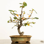 Cara derecha de bonsái de Pseudocydonia sinensis estilo bunjin y tamaño shohin.