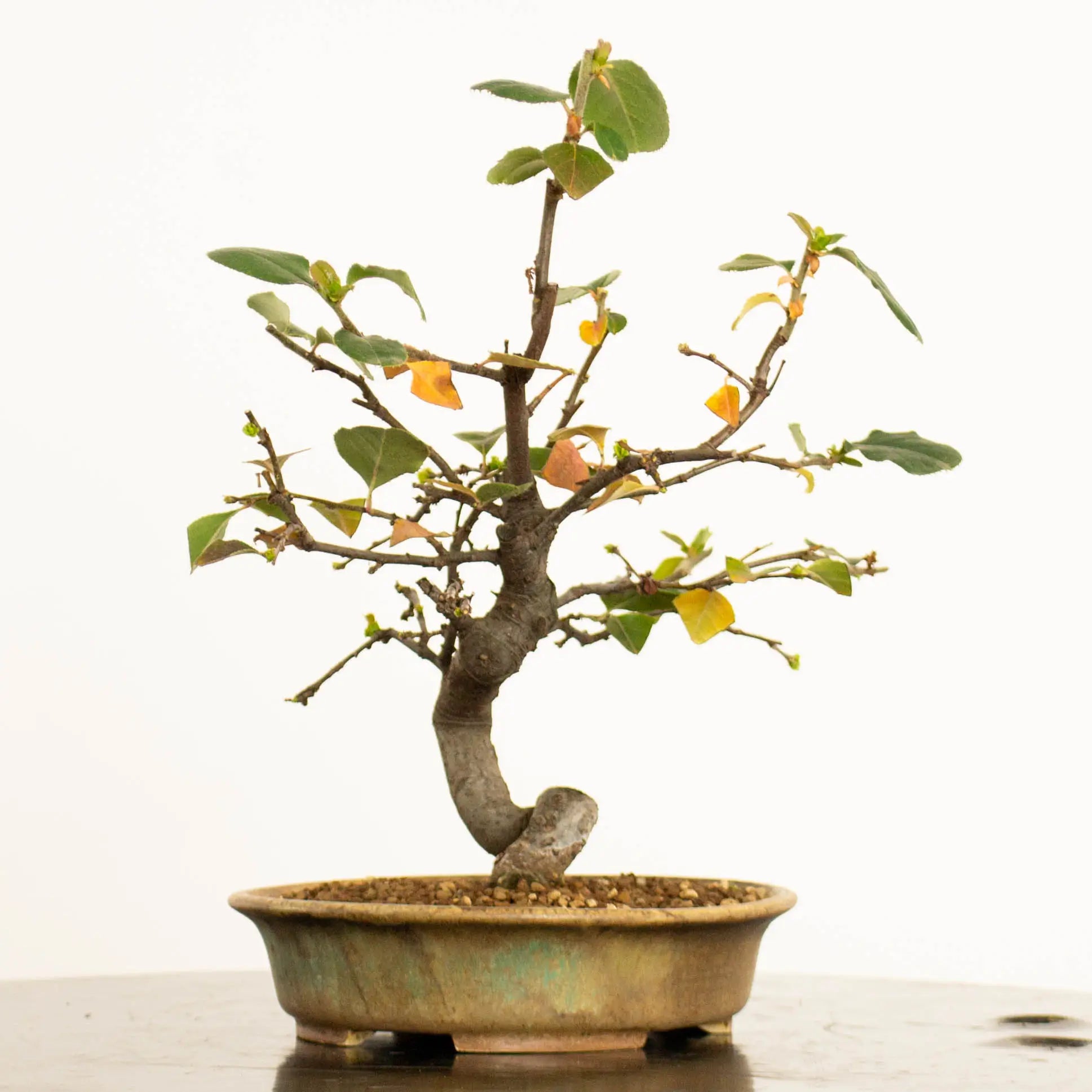 Cara derecha de bonsái de Pseudocydonia sinensis estilo bunjin y tamaño shohin.