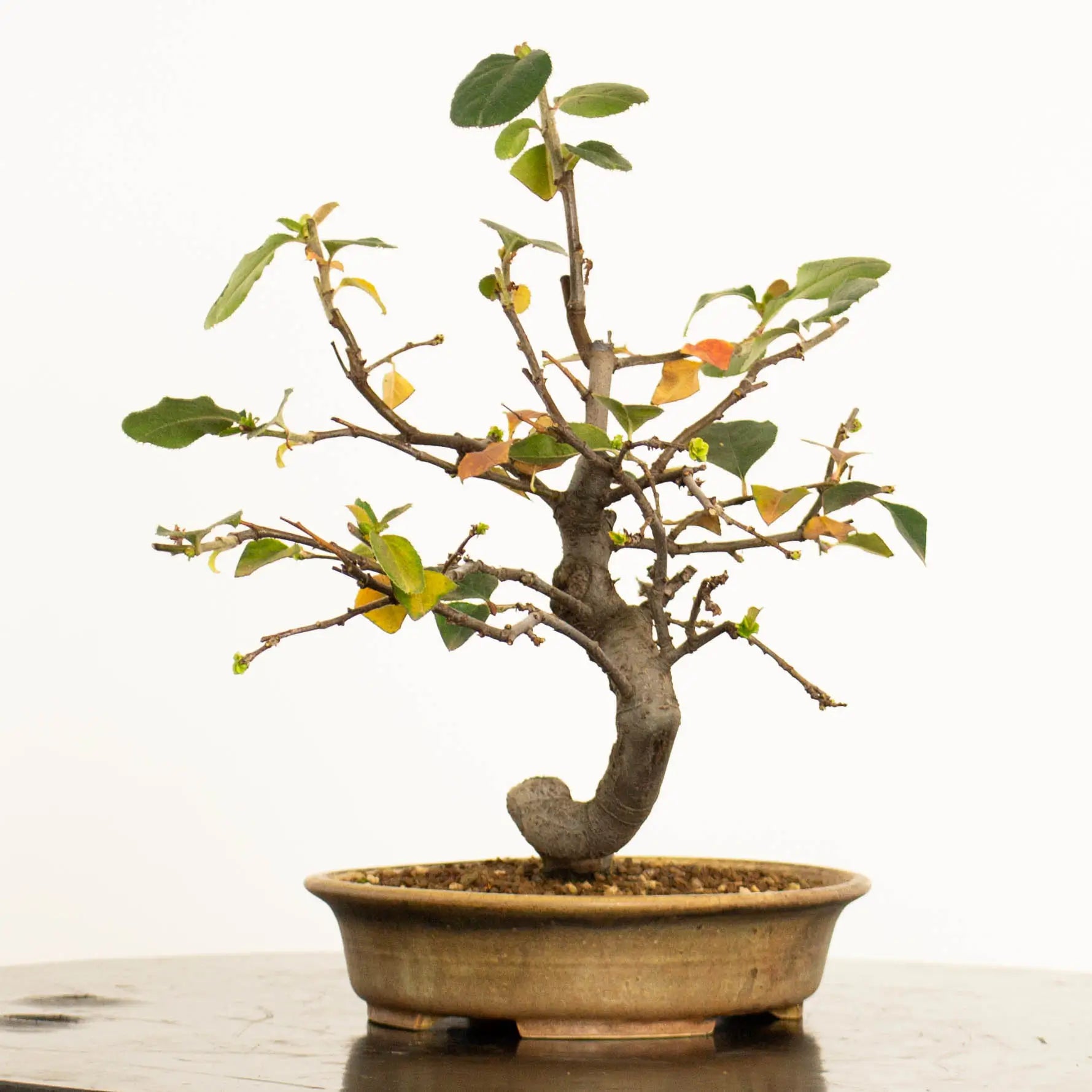 Cara izquierda de bonsái de Pseudocydonia sinensis estilo bunjin y tamaño shohin.