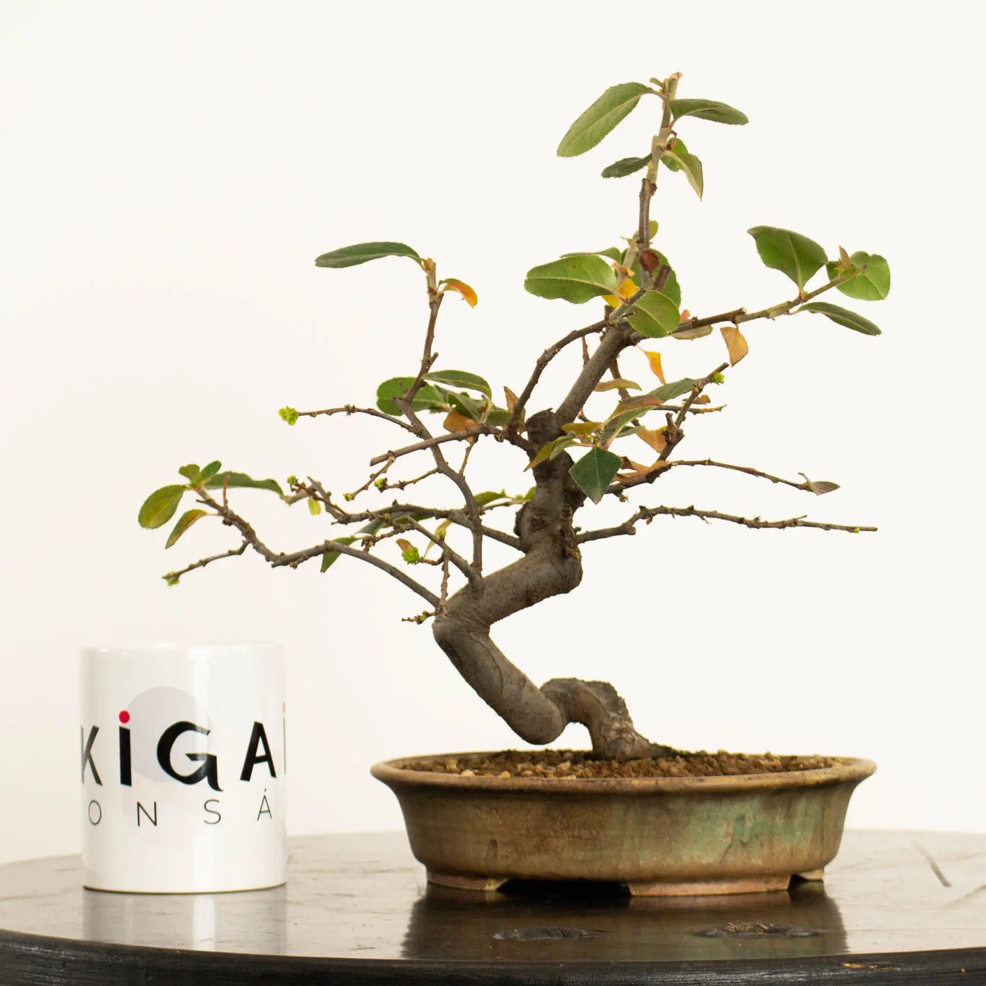 Frente de bonsái de Pseudocydonia sinensis estilo bunjin y tamaño shohin. Con taza de Ikigai Bonsái.