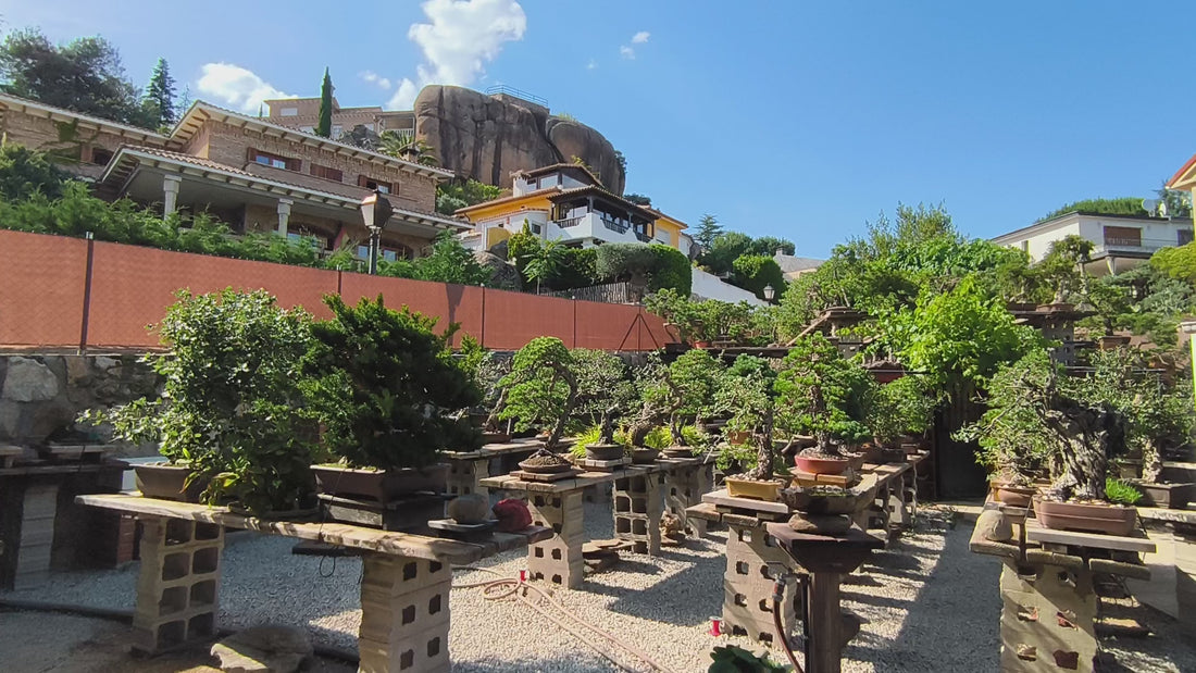 Imagen del Jardín de Ikigai Bonsái donde se encuentra la colección con diversos árboles
