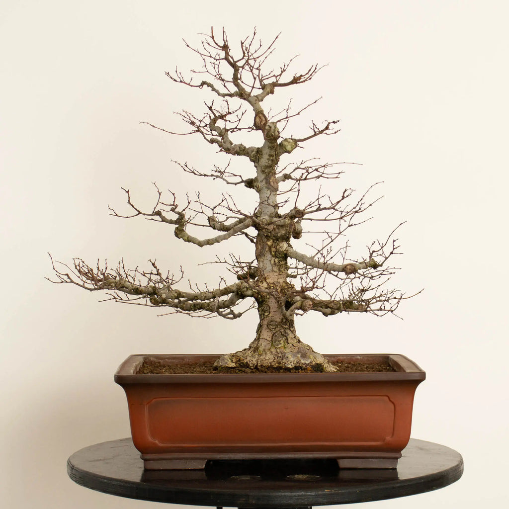 Frente de bonsái de zelkova serrata tamaño chuhin y estilo moyogi.