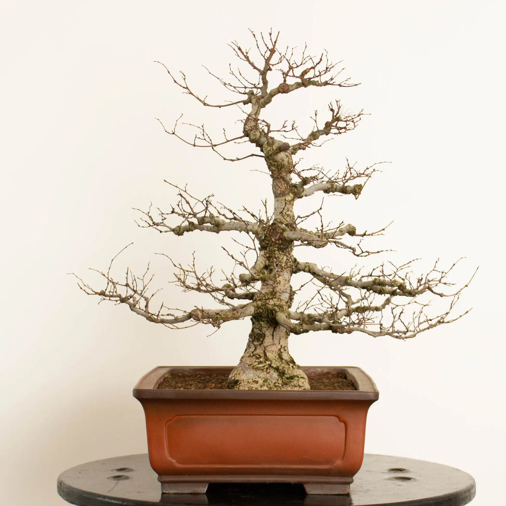 Cara derecha de bonsái de zelkova serrata tamaño chuhin y estilo moyogi.