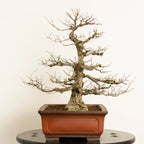 Cara derecha de bonsái de zelkova serrata tamaño chuhin y estilo moyogi.