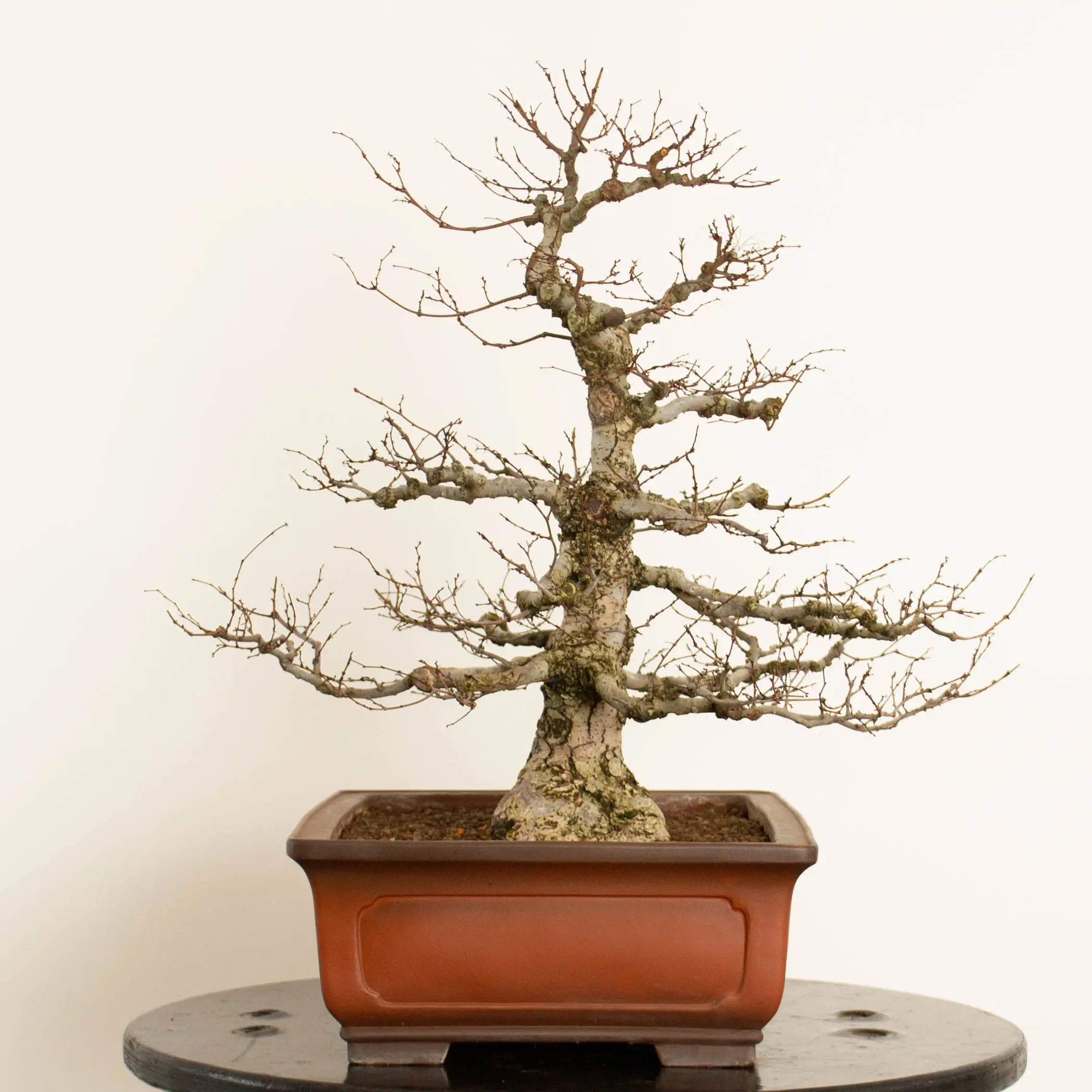 Cara derecha de bonsái de zelkova serrata tamaño chuhin y estilo moyogi.