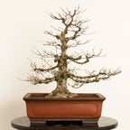 Cara trasera de bonsái de zelkova serrata tamaño chuhin y estilo moyogi.