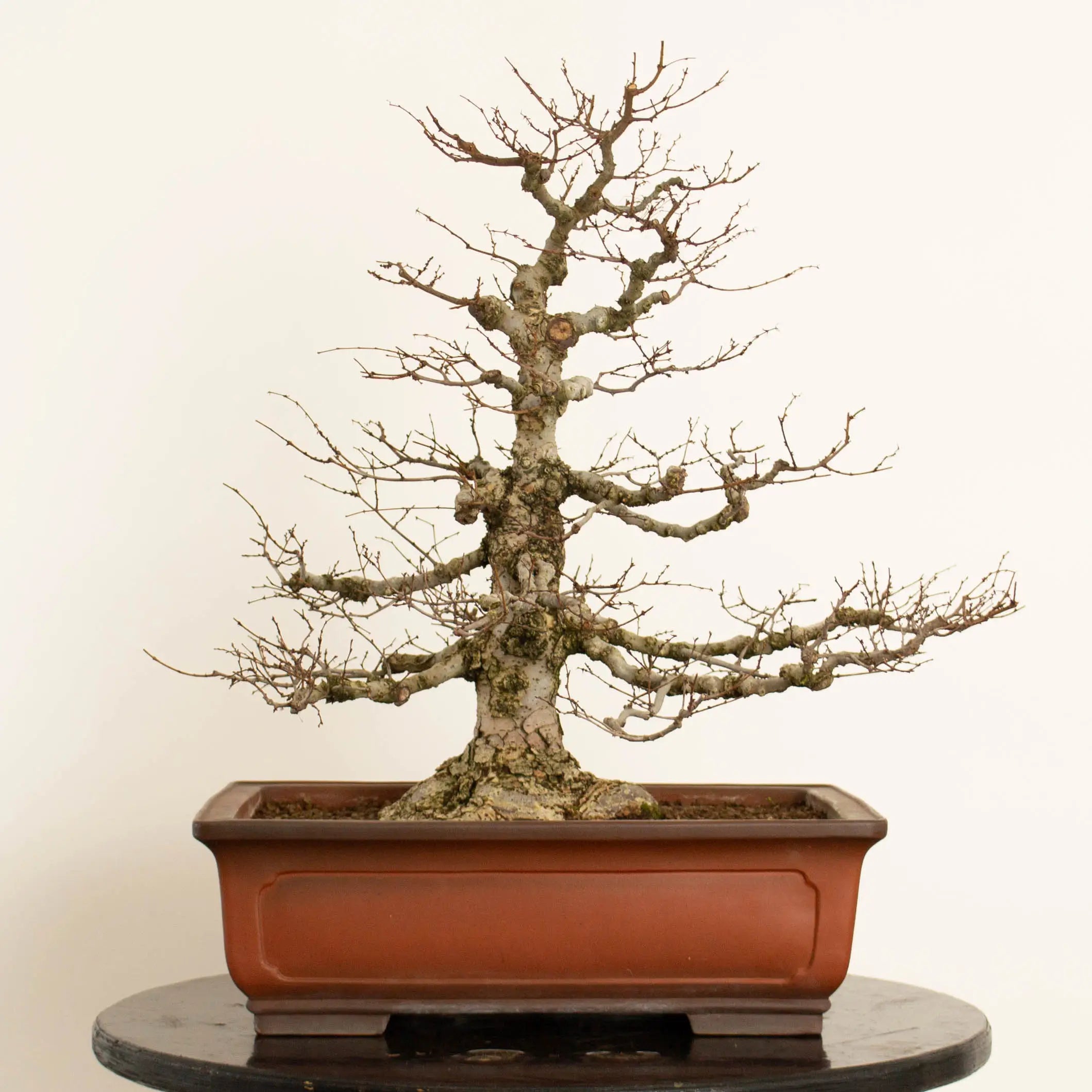 Cara trasera de bonsái de zelkova serrata tamaño chuhin y estilo moyogi.