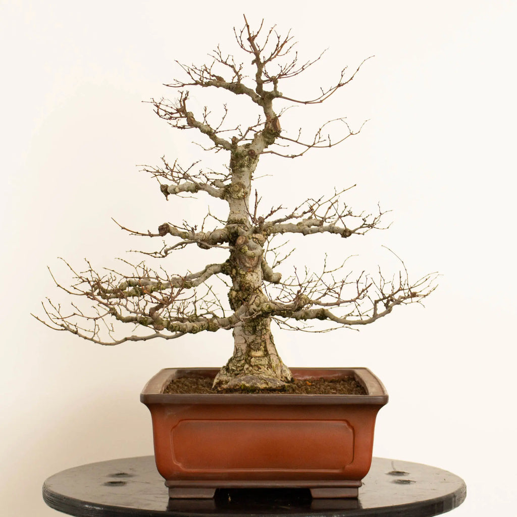 Cara derecha de bonsái de zelkova serrata tamaño chuhin y estilo moyogi.