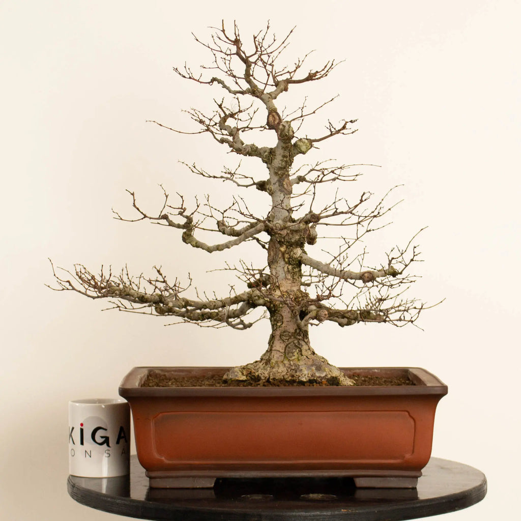 Frente de bonsái de zelkova serrata tamaño chuhin y estilo moyogi. Con taza de Ikigai Bonsái.